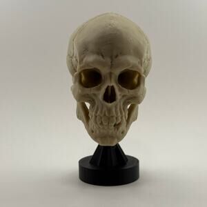 Human skull replica on stand - 70% of adult size